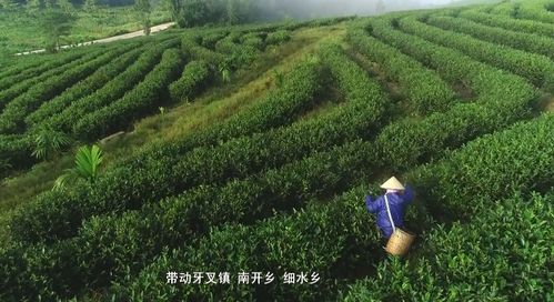 白沙薄沙茶 生態(tài)有機(jī)滋養(yǎng)，品質(zhì)優(yōu)良美名揚(yáng)