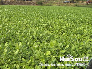 龍井茶苗批發(fā)指南 紹興市價(jià)格、特性與種植要點(diǎn)